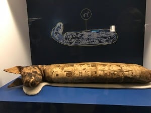 Mummia di canide Museo Egizio di Torino